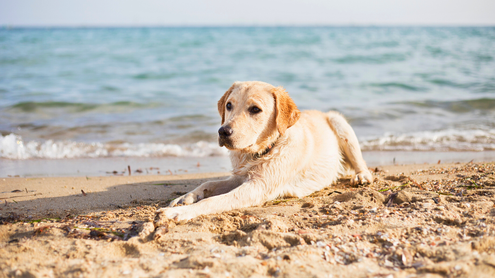 Scopri Le Spiagge Pet Friendly A Jesolo